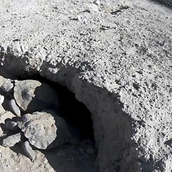 'Mojave Max' tortoise emerges in Vegas; latest since 2000